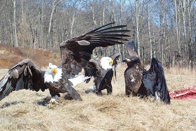 Bald Eagles feeding on a carcass left by a hunter by Chelsea Geyer, NYSDEC Wildlife technician