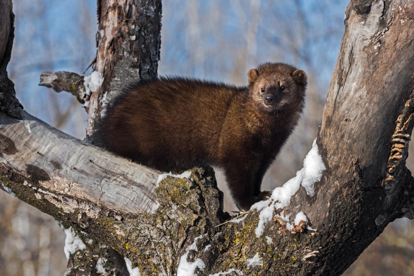 A Fisher shown in a tree