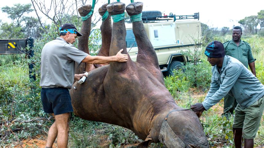 Examining a rhino in mid-transport as part of a study on the technique’s health impacts. (Photo courtesy of Robin Radcliffe)