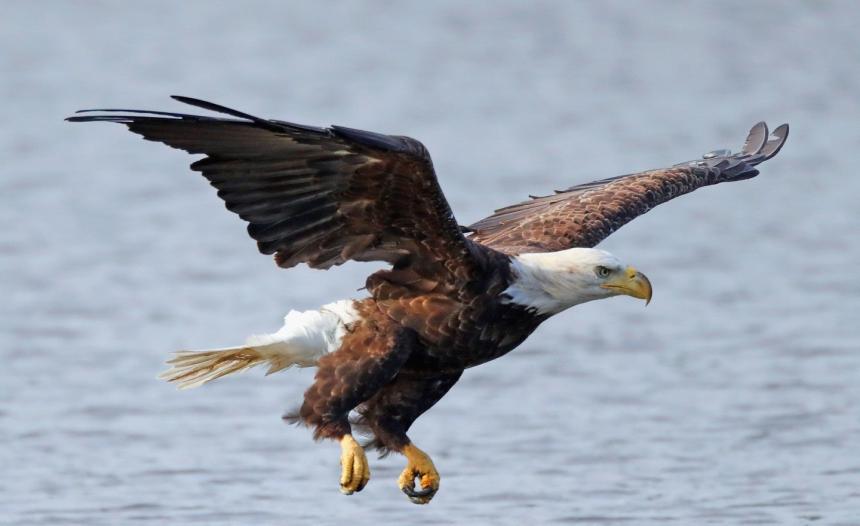 A Bald Eagle in flight