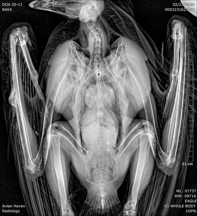 Bald Eagle radiograph from Avian Haven