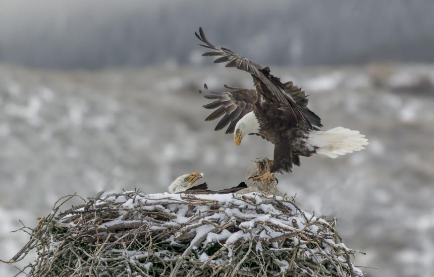 Two Bald Eagles shown at their nest