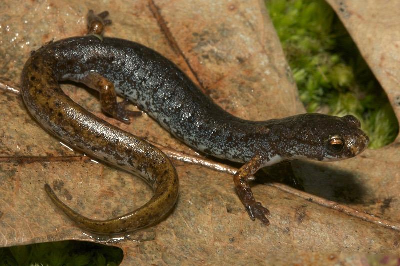 Four-toed salamander byTodd Pierson