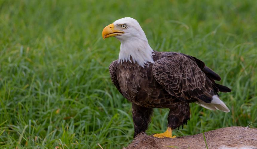 A Bald Eagle shown eating at a deer carcass