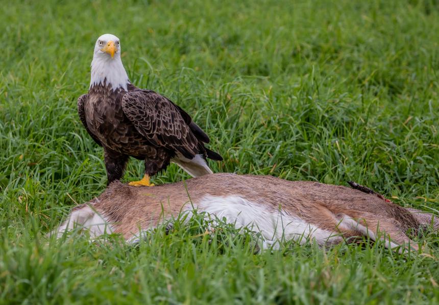 A Bald Eagle shown eating at a deer carcass
