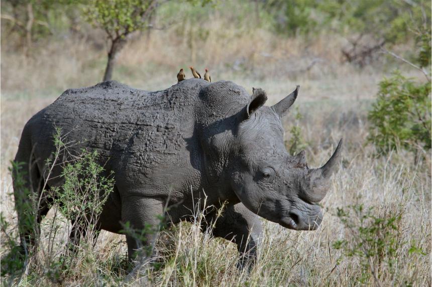A rhinoceros shown walking by Joel Jerzog/Unsplash