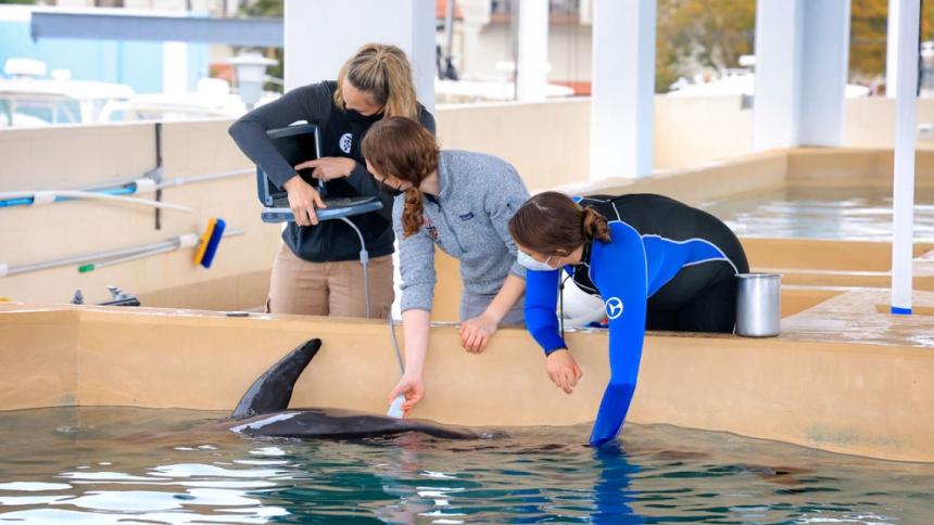 Student, Michelle Greenfield shown in an aquarium examining a dolphin in a tank