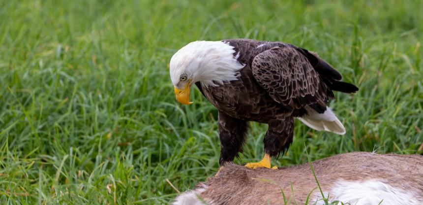 A Bald Eagle shown eating at a deer carcass