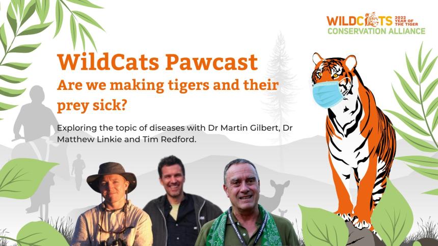 WildCats spotlight podcast thumbnail image showing a tiger with a face mask around it's head