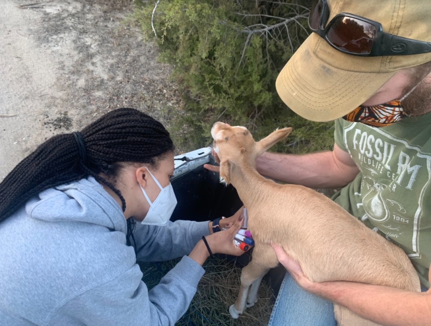 Vet student Loren helps perform a neonate exam on a newborn scimitar-horned oryx calf.