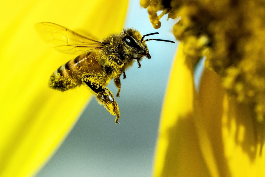 Honeybee hovering near a sunflower