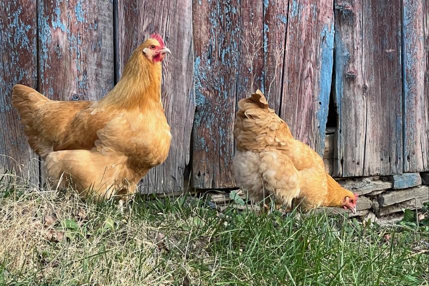 Two chickens in a barnyard