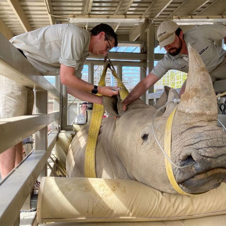 Matt Marinkovich attending to a rhino