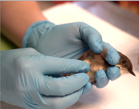 An Eastern Phoebe being treated at the wildlife hospital