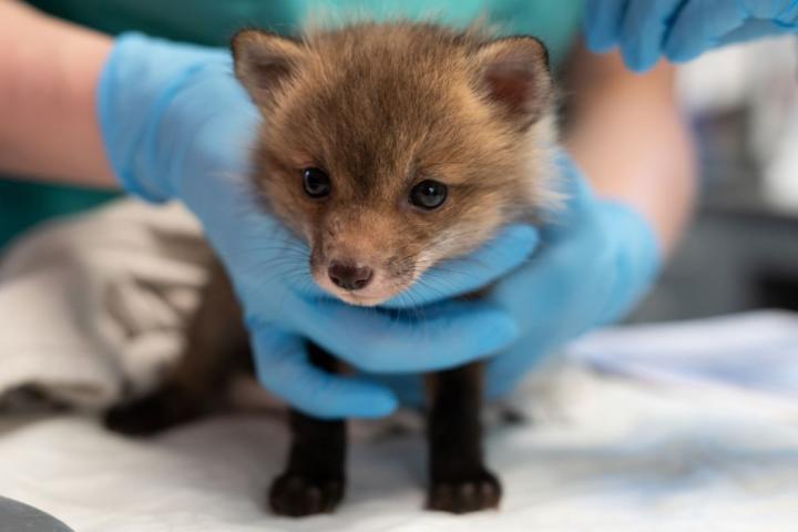 A tiny kit fox being cared for at the wildlife hospital