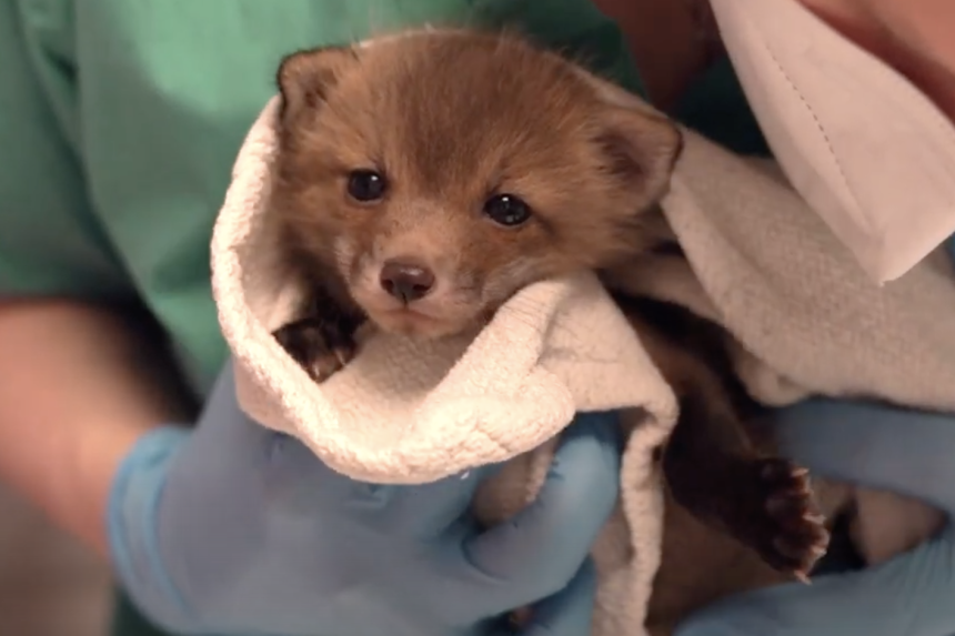 A tiny kit fox being cared for at the wildlife hospital