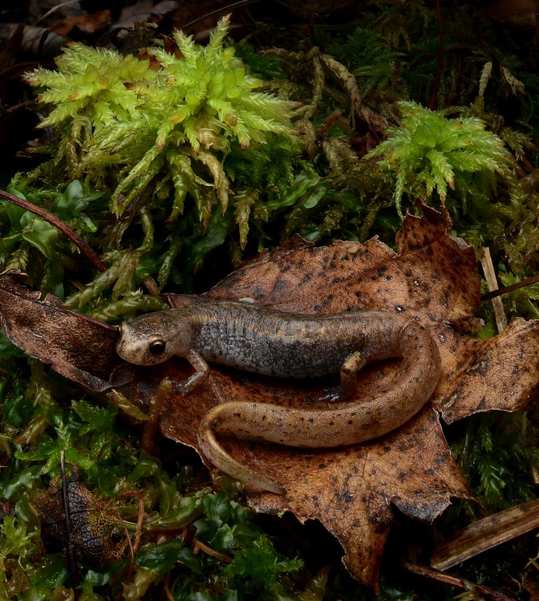 A 4-toed salamander by Alex Roukis shown sitting on top of a leaf