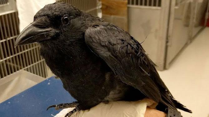 An adult crow receiving care at the wildlife hospital