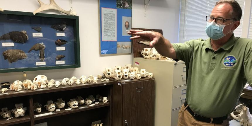 Wildlife biologist shown in a lab with vertebrate bones on shelves.