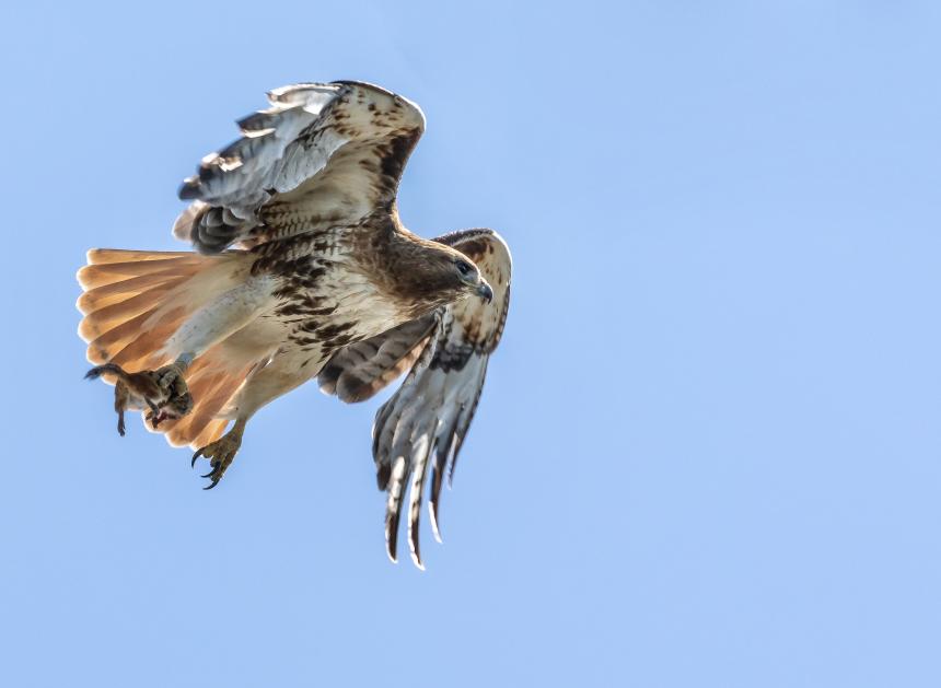 A Red-tailed Hawk shown carrying prey in talons