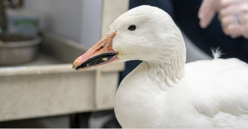 A Snow goose being treated at Cornell's wildlife hospital