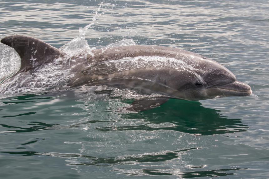A Bottlenose dolphin shown jumping out of the water