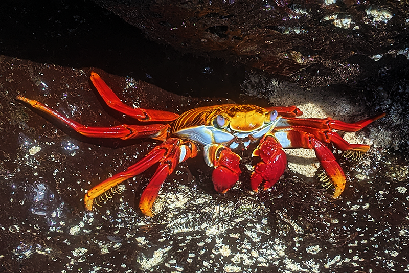 Sally Lightfoot Crab portrait