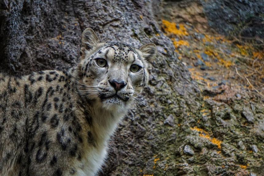 Portrati of a Snow Leopard