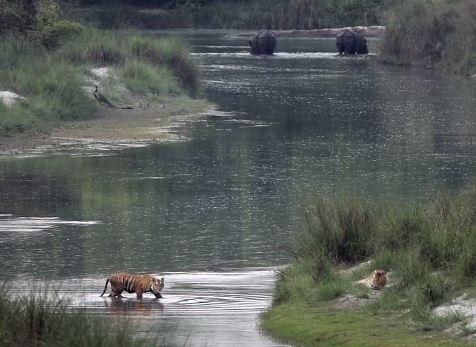 Two tigers shown in and along a river with two greater one-horned rhinos seen in the distance.