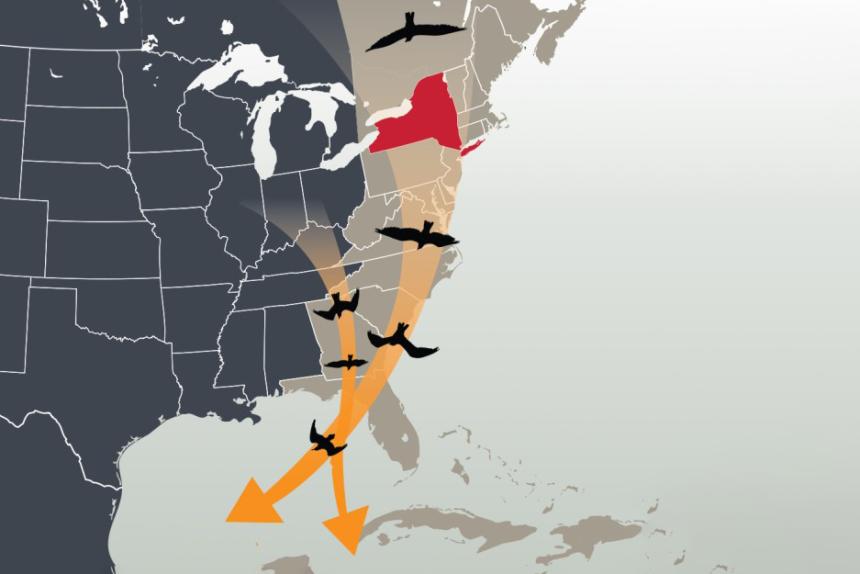 A graphic representation of the Atlantic flyway by Chloe Lam
