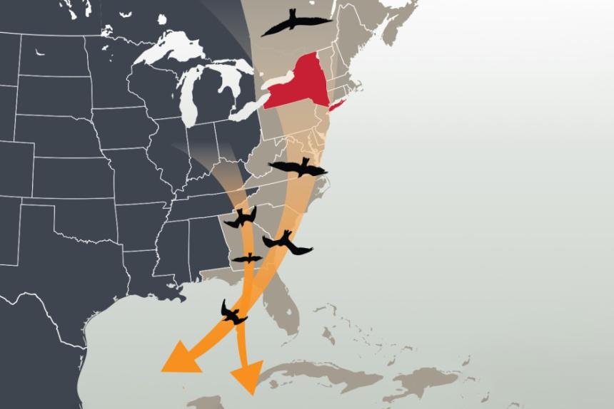 A graphic representation of the Atlantic flyway by Chloe Lam