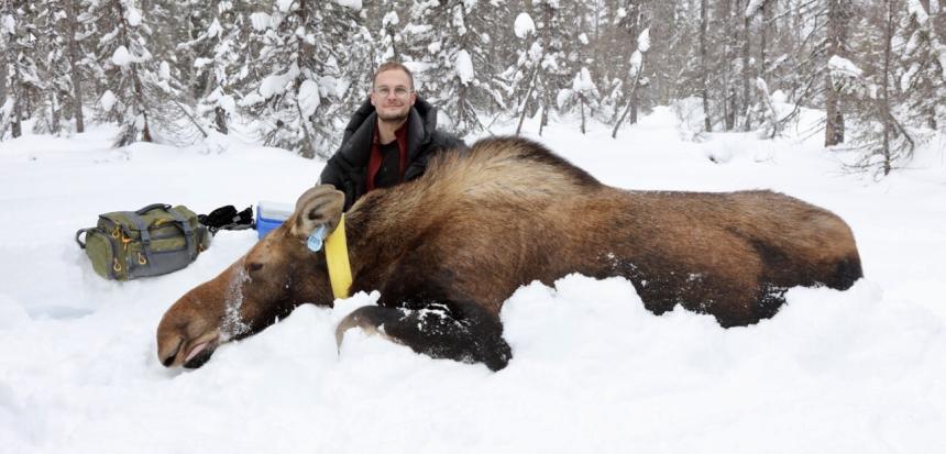 Ben Jakobek with a sedated Moose in snow