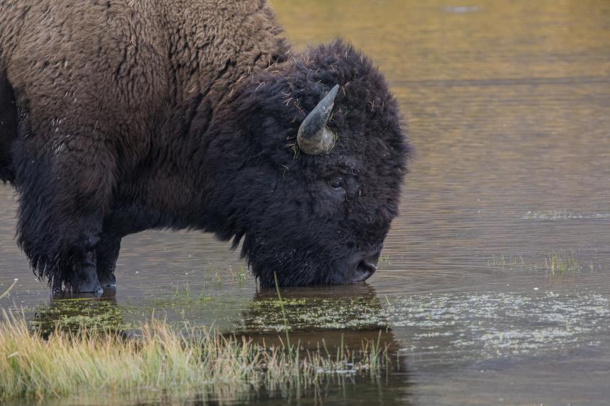 A Bison drinking water from the Yellowstone River by Christine Bogdanowicz