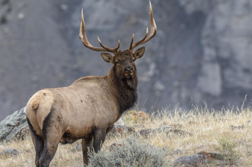 A bull elk shown in Yellowstone National Park by Christine Bogdanowicz.