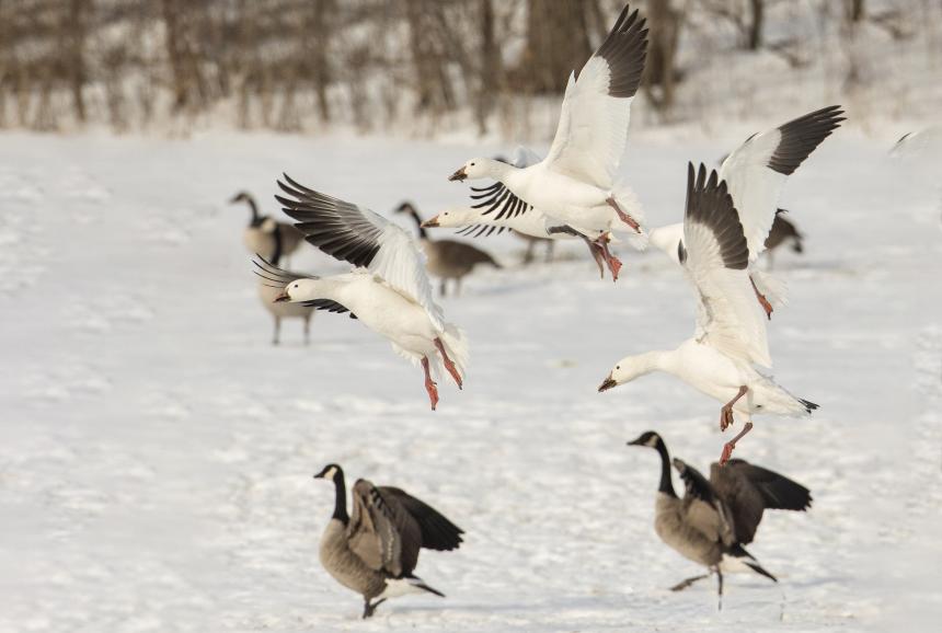 A flock of Snow and Canada Geese in a snowy field by Christine Bogdanowicz.