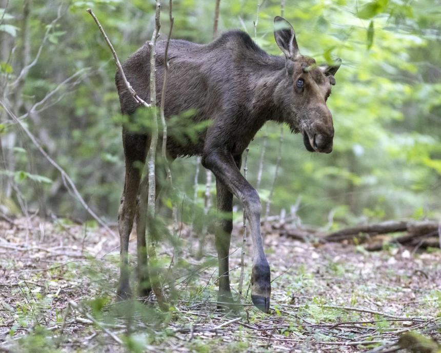 A Moose shown walking in the woods.