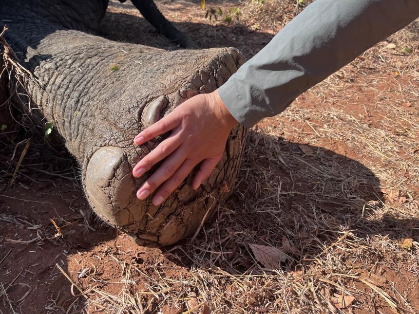 Carolina's compares the size of her hand to an African elephant's foot.