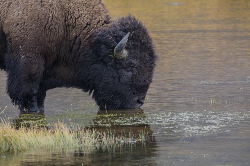 A Bison drinking water from the Yellowstone River by Christine Bogdanowicz
