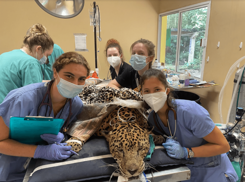 Veterinary students examining a sedated jaguar at the Belize Zoo.