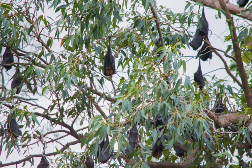 A colony of bats hanging in trees by Bat colony by Forencia Lewis-unsplash
