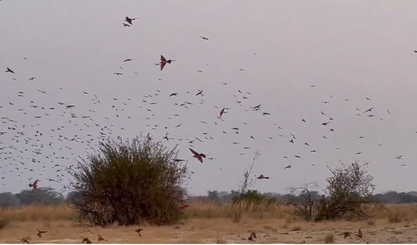 A flock of Carmine Bee-eaters