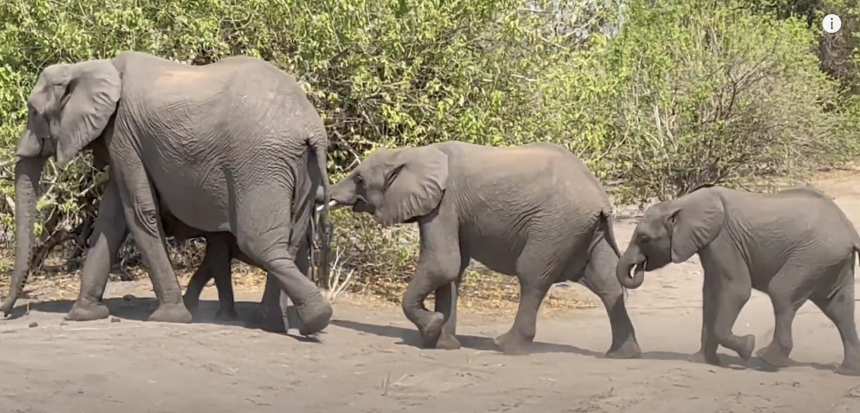 An adult elephant with two young elephants following behind.