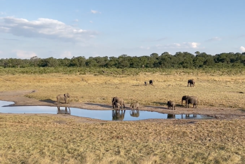 Why We Do What We Do: A Herd of Elephants in Kavango Zambezi Transfrontier Conservation Area