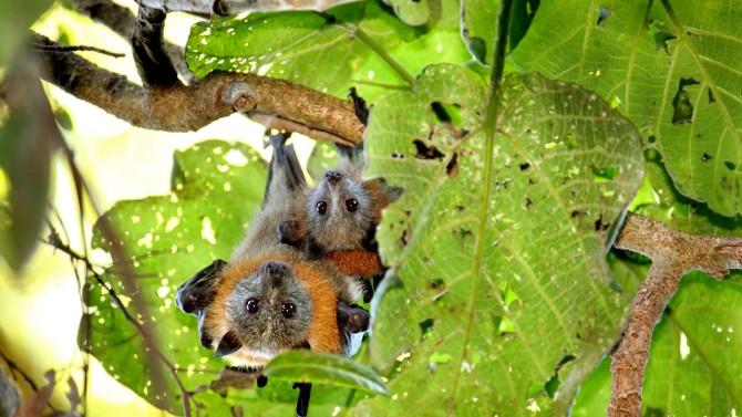 Two Grey headed flying foxes (bats) shown hanging in a tree