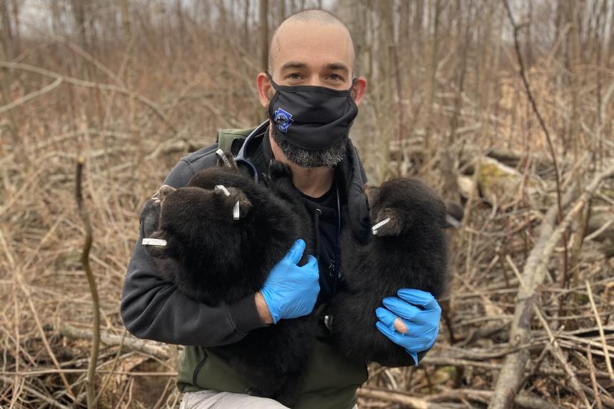 Andrew Di Salvo with black bear cubs photo courtesy of PA Game Commission