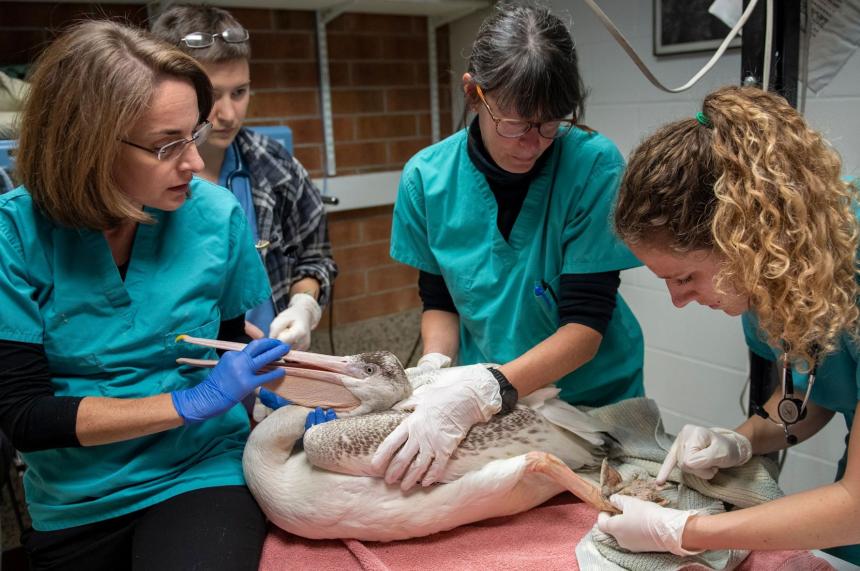 CVM staff and students treating a pelican by Jonathan King
