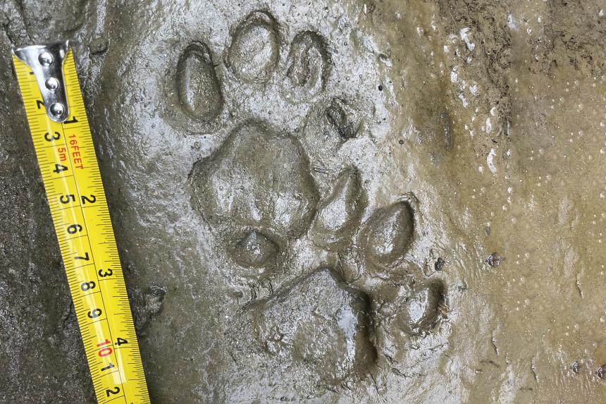 Dhole tracks with measuring tape by Martin Gilbert