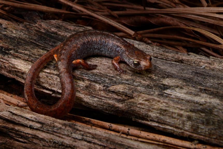 A Four-toed Salamander shown above the leaf litter by Alex Roukis