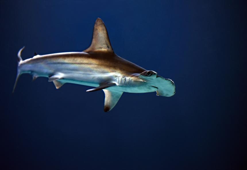 Hammerhead shark