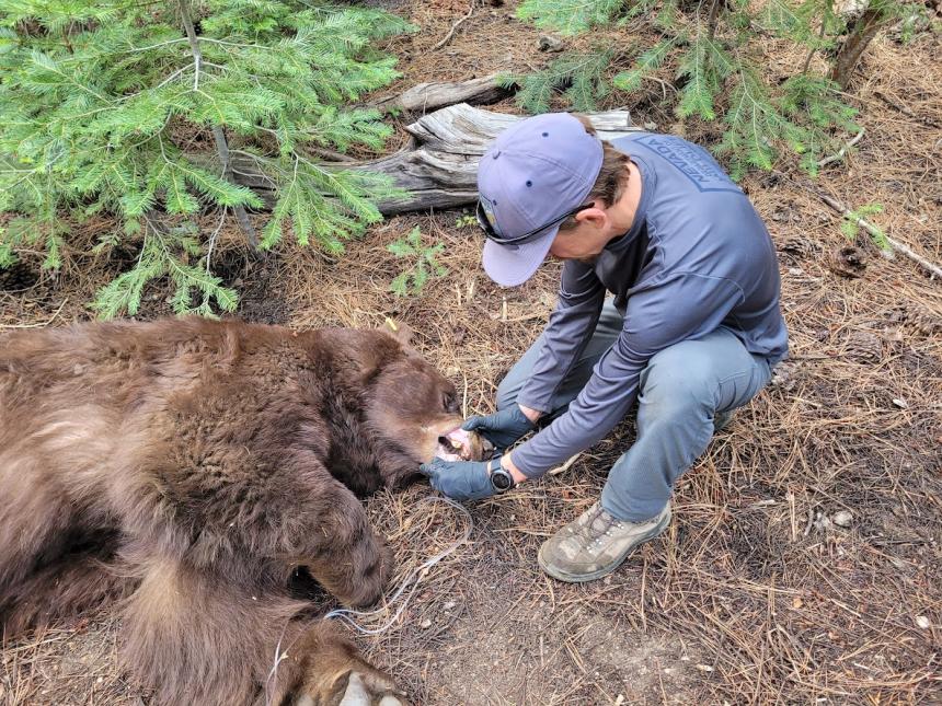 Dr. Nate LaHue examines a sedated bear.
